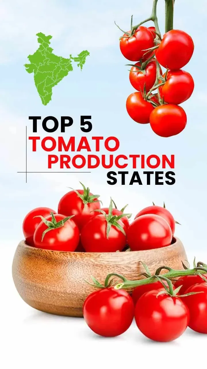 Tomato Production India S Top Largest Tomato Producing States