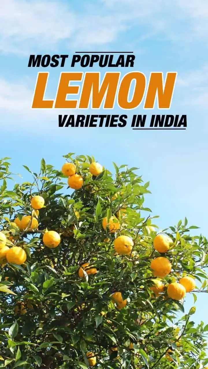 The Ultimate Guide To Indian Lemon Varieties