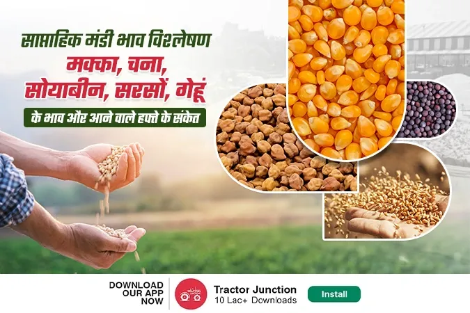 साप्ताहिक मंडी भाव विश्लेषण: मक्का, चना, सोयाबीन, सरसों, गेहूं के भाव और आने वाले हफ्ते के संकेत