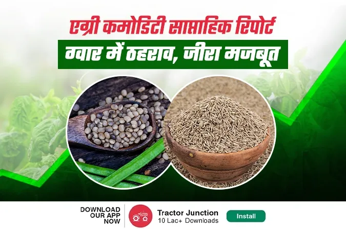 एग्री कमोडिटी साप्ताहिक रिपोर्ट: ग्वार में ठहराव, जीरा मजबूत