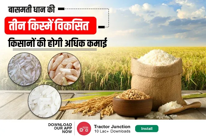 बासमती धान की तीन किस्में विकसित, किसानों की होगी अधिक कमाई