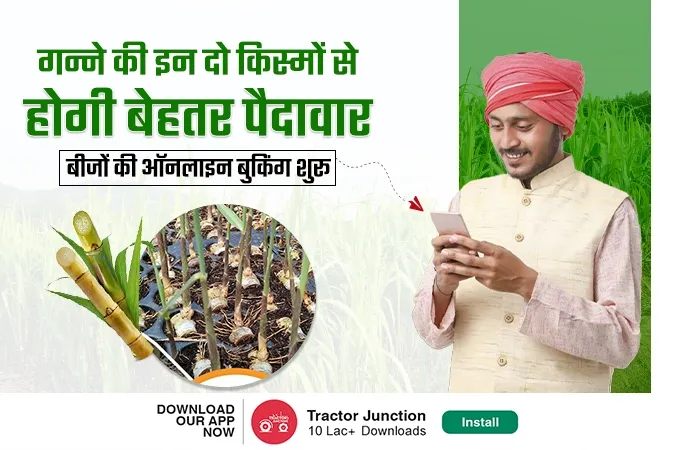 गन्ने की इन दो नई किस्मों से होगी बेहतर पैदावार, बीजों की ऑनलाइन बुकिंग शुरू