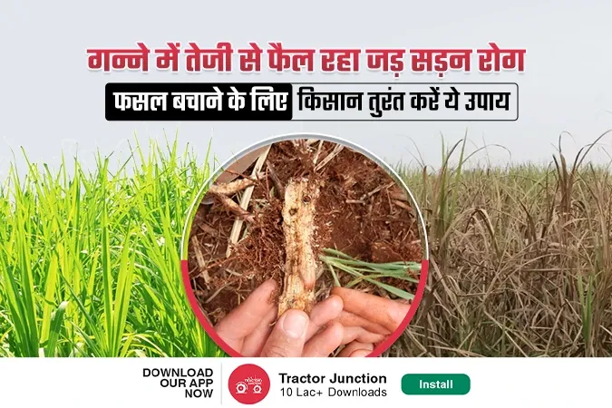 गन्ने में तेजी से फैल रहा जड़ सड़न रोग, फसल बचाने के लिए किसान तुरंत करें ये उपाय