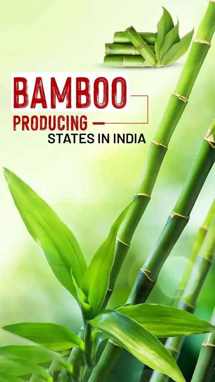 The Top 5 Bamboo Producing States in India