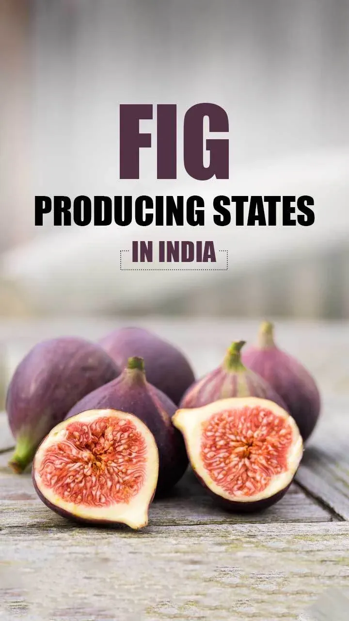 Top 5 Fig Producing States in India