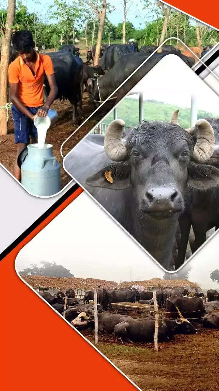 buffalo farming business plan in nepal