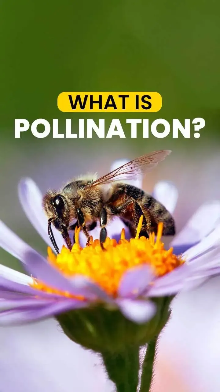 Significance Of Pollination In Agriculture