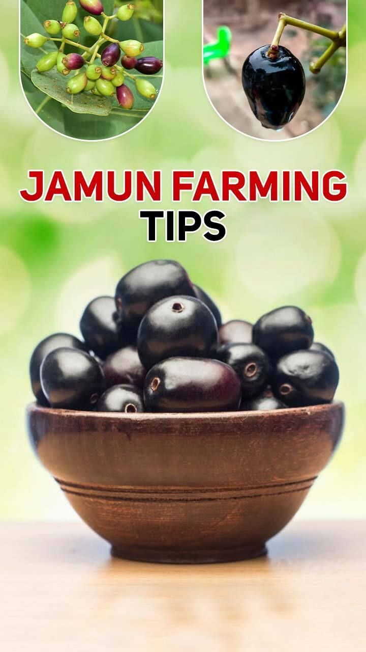 jamun in english