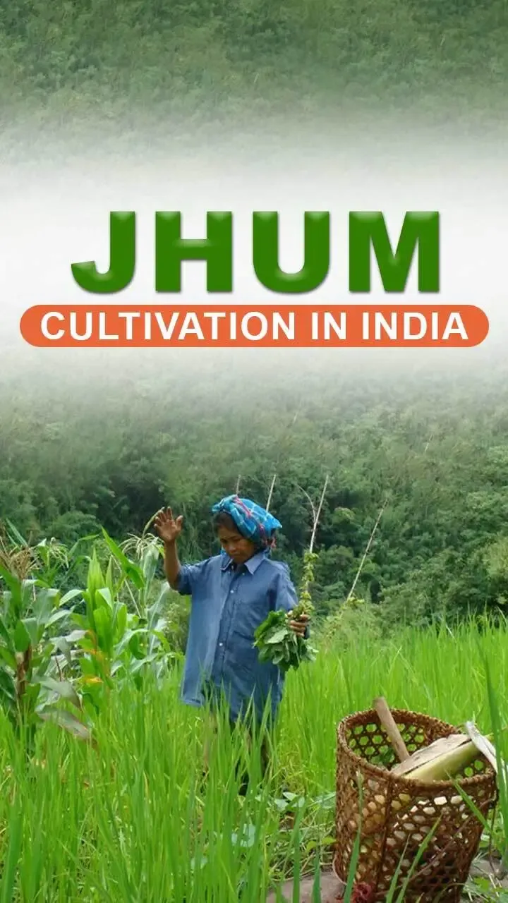 essay on jhum cultivation