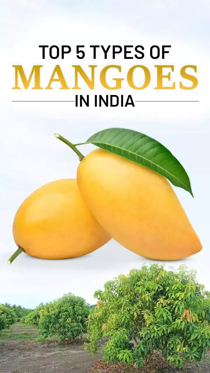 Top 5 Types of Mangoes in India - Stay with us