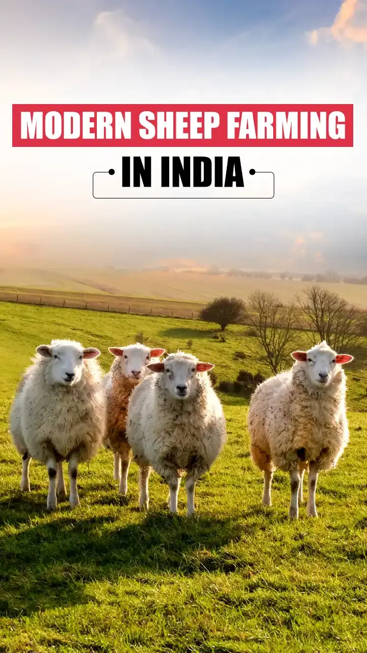 Modern Sheep Farming Tips in India 2024