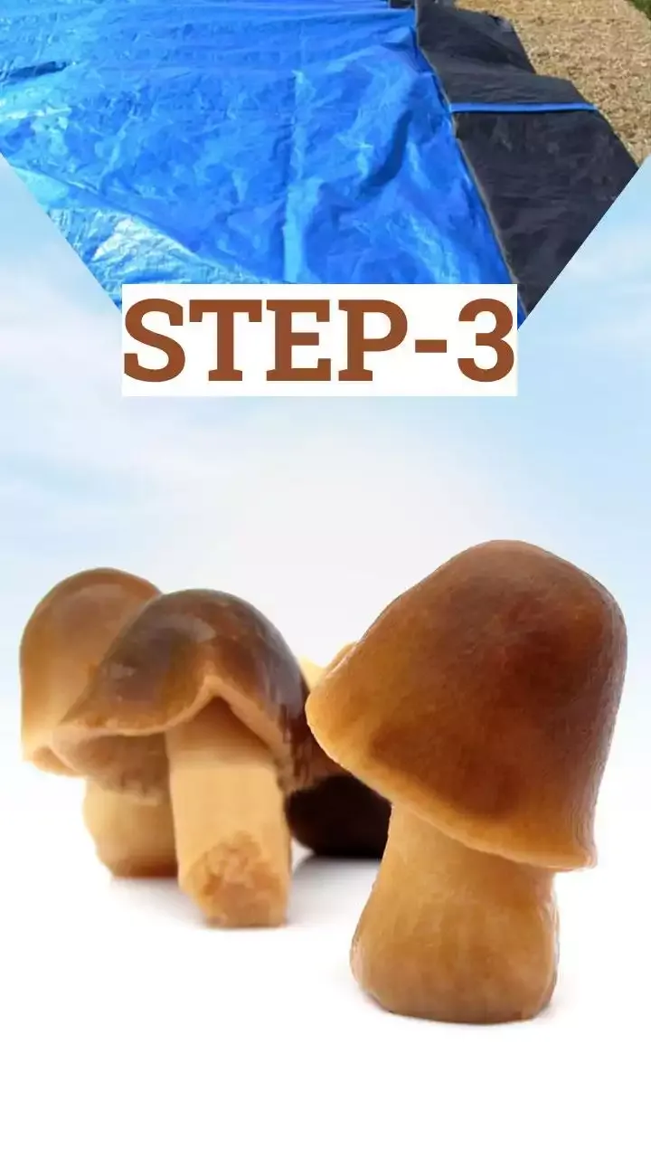 Fact sheet - Paddy straw mushroom (433)