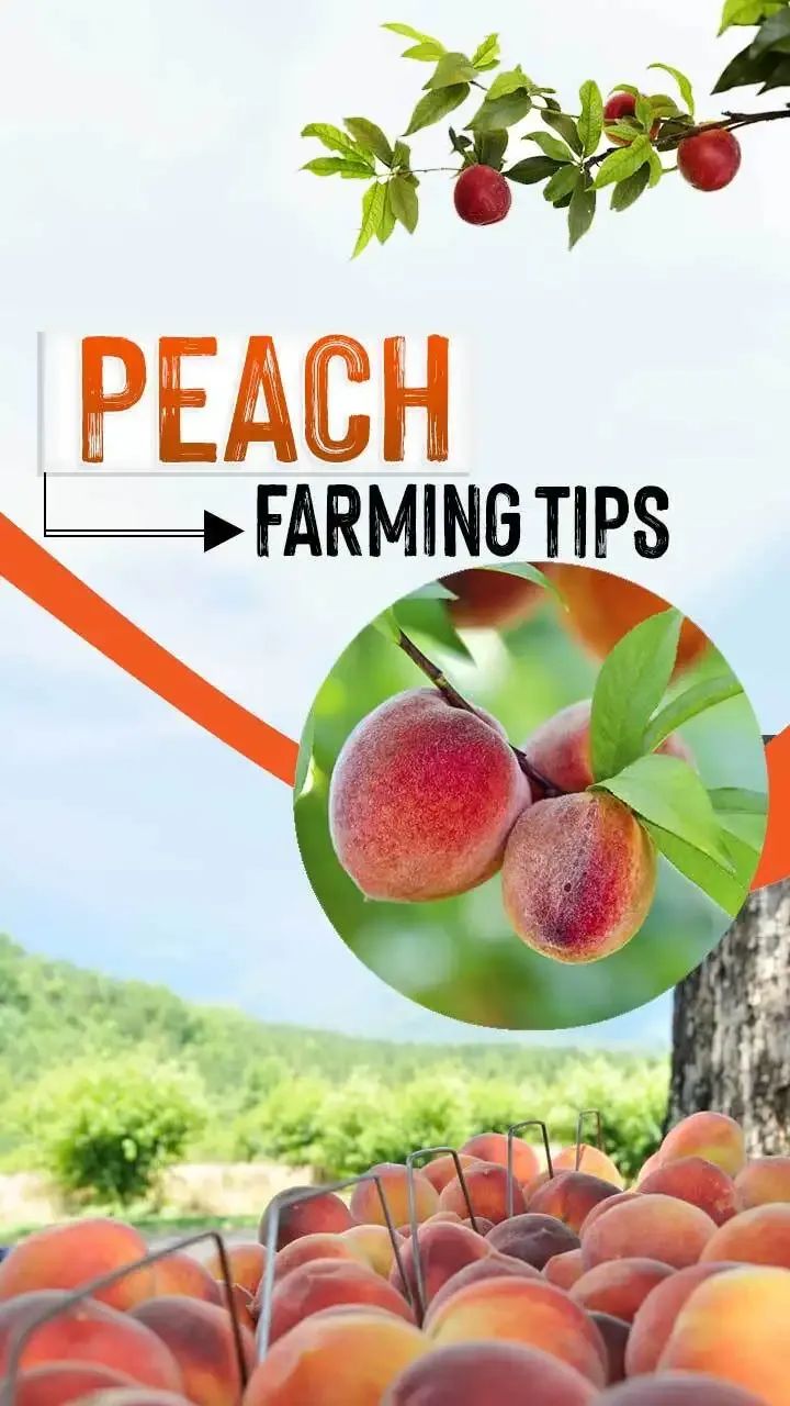 Peach Farming Tips: How to Grow Juicy Peaches Like a Pro