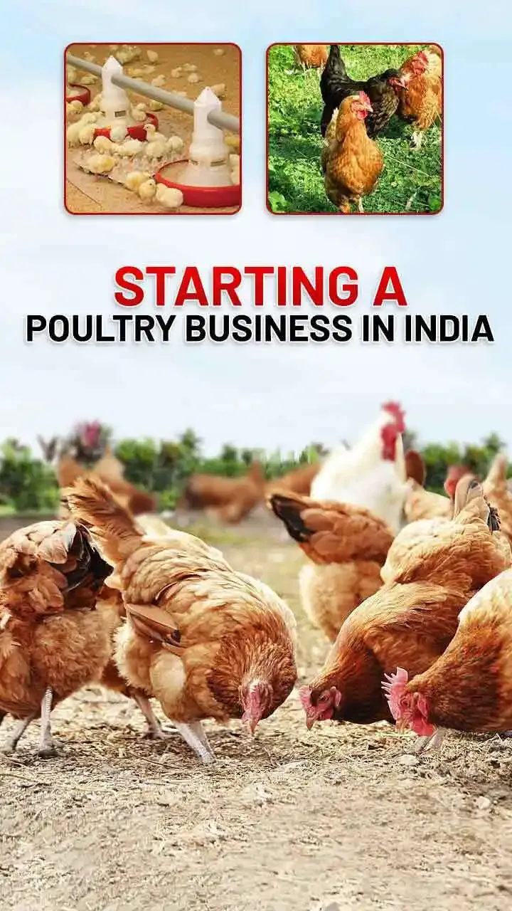 In India, ADB Helped 40,000 Poultry Farmers to Stay in Business