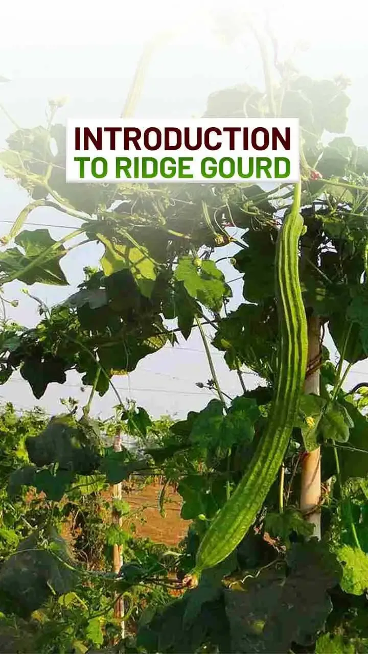 Buy Ridge Gourd Turai Hybrid Seeds Online at Lowest Price