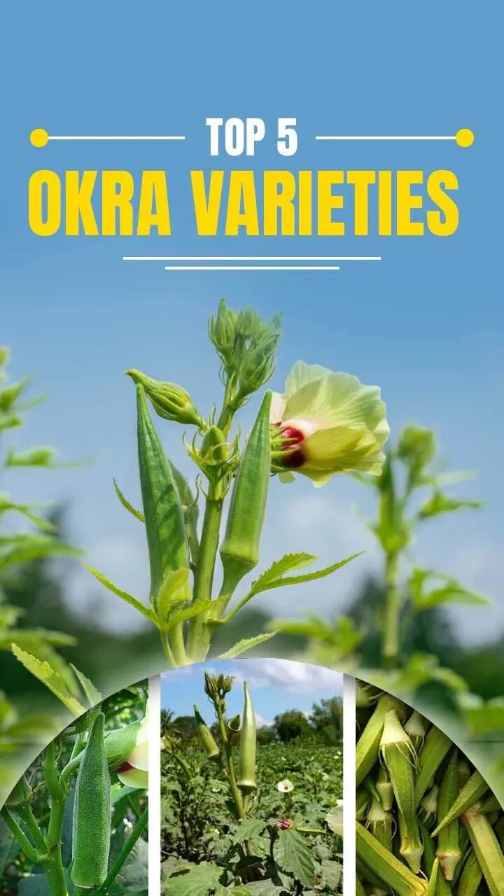 Top 5 Okra Varieties for Your Farm