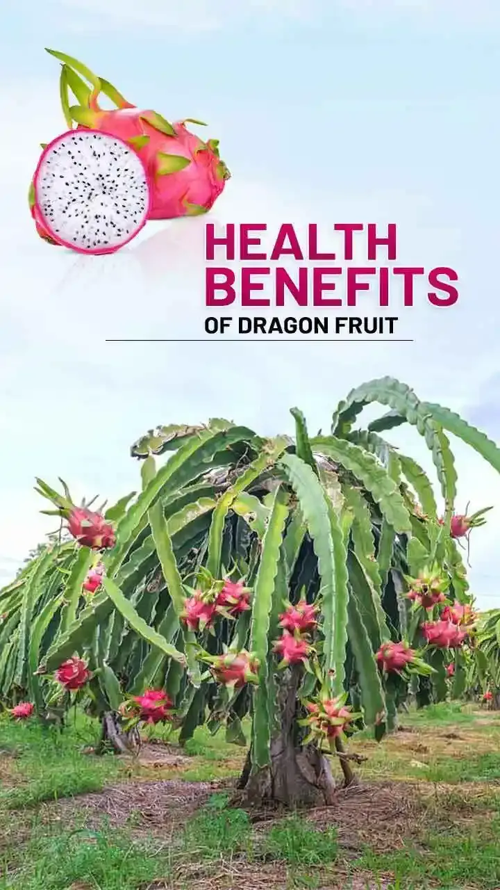 6 Health Benefits of Dragon Fruit