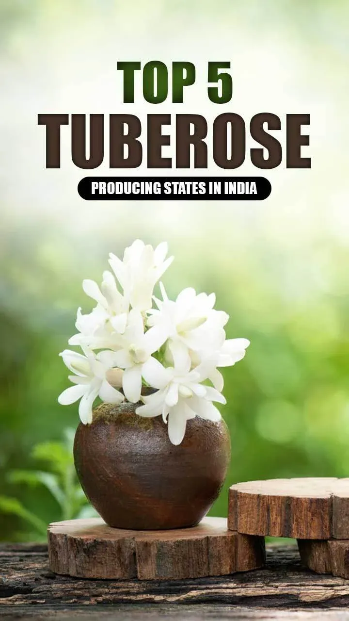 Top Tuberose Producing States in India